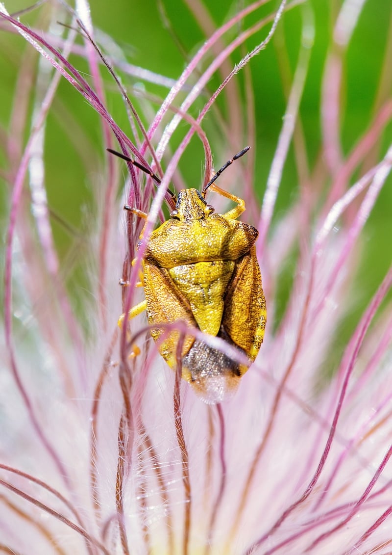 Identifying Bugs